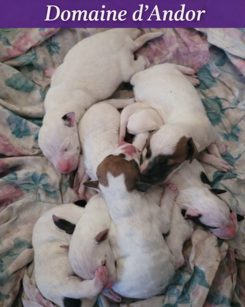 chiots jack russell élevage domaine d andor legé